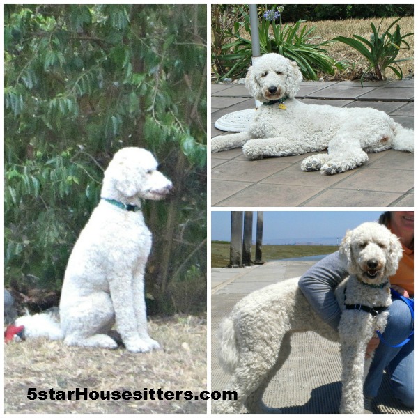 Housesitting and petsitting in Oakland/San Francisco area with beautiful standard poodle Bella