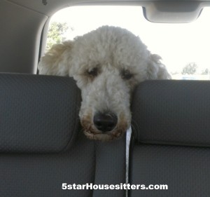 Standard poodle Bella travels to San Francisco with us as we housesit and petsit in San Francisco/Oakland area