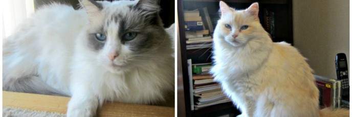 Housesitting and petsitting with two rag doll cats in Colorado