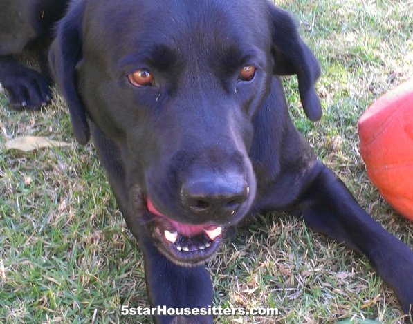 Extended stay pet care for black lab in Southern California