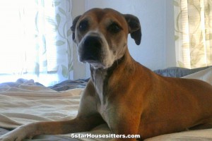 Extended stay care housesit and petsit for pit bull boxer mix in Southern California
