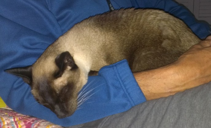 Hospice cat care in Cape Code with a Siamese