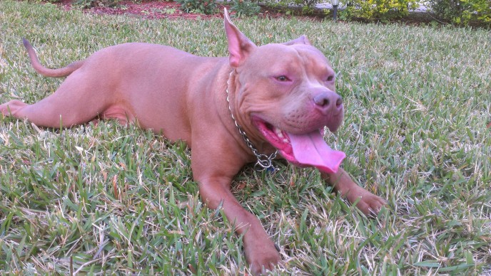 In home pet sitting as a dog boarding alternative for a pit bull in central Florida