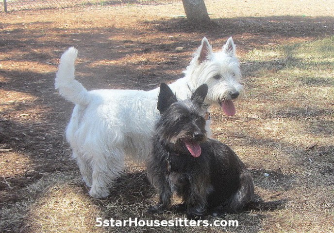 Dog boarding alternative for Westie and cairn terrier mix was in home pet sitting