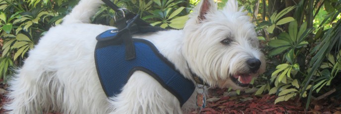 Lucky Westie gets in home boarding as dog kennel alternative