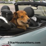 Dog sitting Amstel in his Mini Cooper