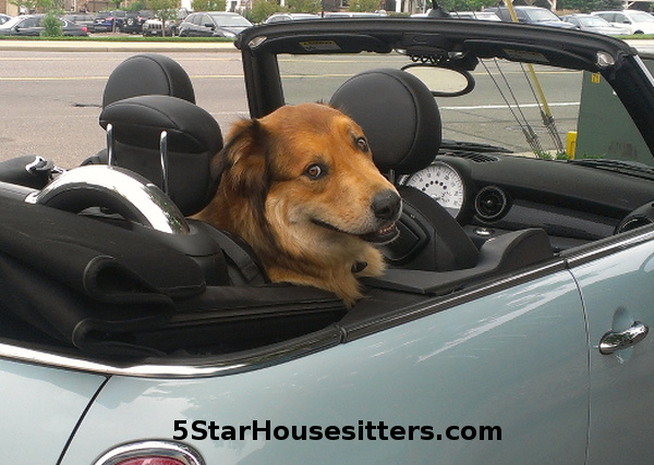 Long term house sitting and dog sitting Amstel, pictured in his Mini Cooper