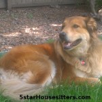 Long term house sitting and dog sitting Amstel in Colorado