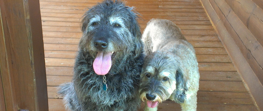 Housesitting and dogs sitting for labradoodle and cockapoo mix in North Carolina