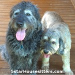 Housesitting and dogs sitting labradoodle and cockapoo mix in North Carolina