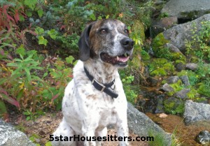 German shorthaired pointer mix on Aspen Vista trail on dog sitting in Santa Fe
