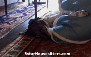 German shorthaired pointer mix wrestling with Mr. Pillow during dog sitting in Santa Fe