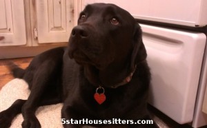 Ranch sitting and dog sitting labs in Durango