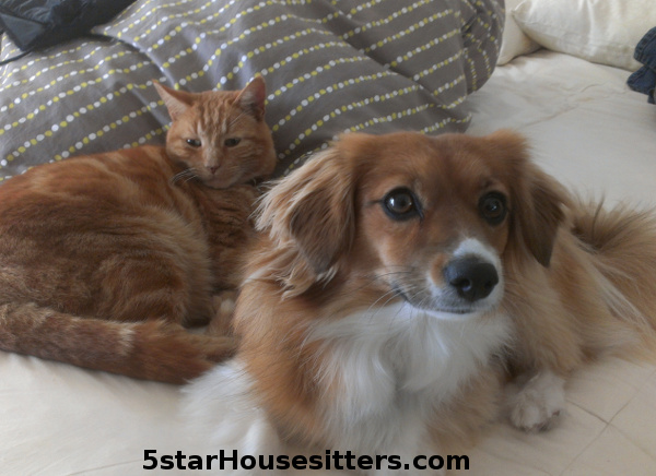 Mixed breed dogsitting and orange tabby cat care in Monterey