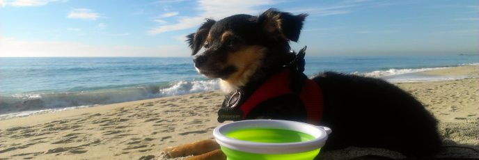 Cute dog video at the beach dogsitting fox terrier mix