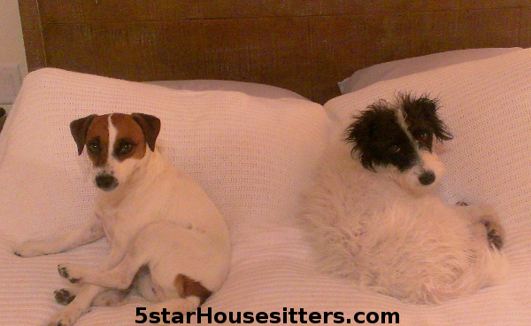 Dog Sitting Parson Russell Terriers (Jack Russell Terriers) in Santa Fe