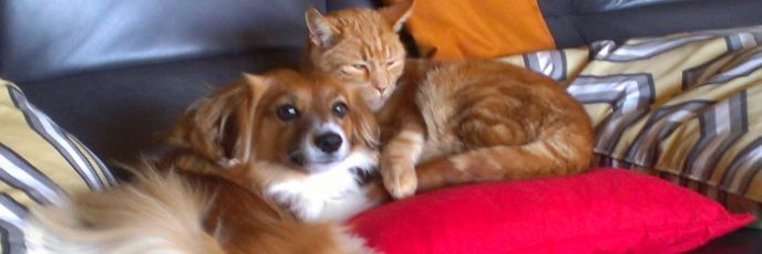 Dog sitting and Orange Tabby Cat Care in Monterey