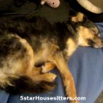 Sprocket Dogsitting Fox Terrier Mix Sleeping