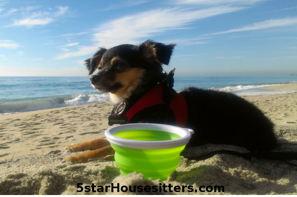 Cute dog video dogsitting fox terrier mix digging the beach