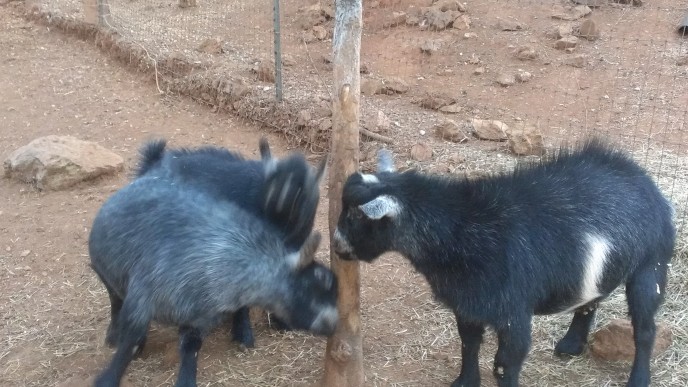 Housesit Petsit with pygmy goats in Auburn, CA
