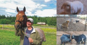 Housesitting and petsitting rabbits, chickens, pygmy goats, and interacting with horses