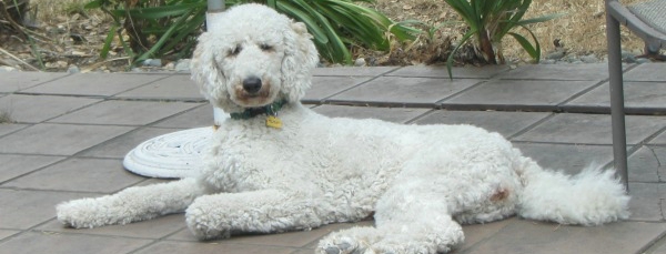 Housesit and Petsit for standard poodle in San Francisco Bay area