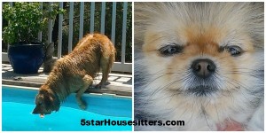 Golden retriever petsit and pomeranian petsit housesitting in Auburn, CA