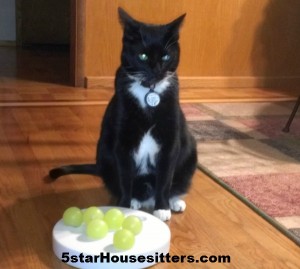 Housesitting and petsitting in the Tacoma with Dino the cat