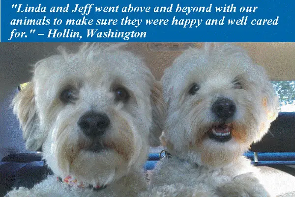 Housesitting and petsitting in Port Townsend, WA with two Havanese
