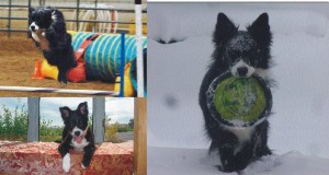 Housesitting and petsitting adventure started with our border collie in Golden, CO