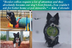 Our housesitting and petsitting journey started with our border collie in Golden, CO