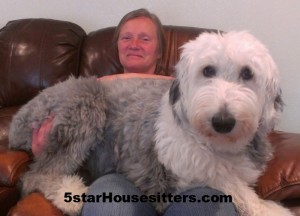 Housesit petsit with old English Sheep Dog in Seattle, WA