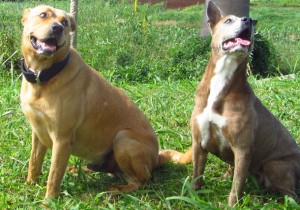 Housesitting and petsitting a shepherd mix and pit bull in Hawaii