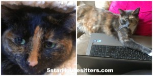 Housesit and petsit in Southern California with two beautiful cats