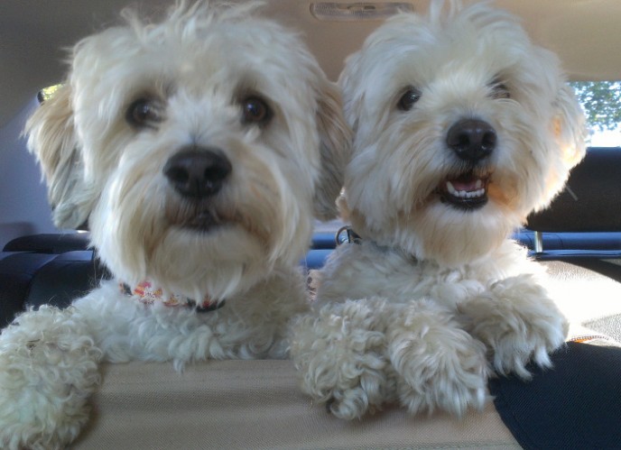 Housesitting and petsitting with our two Havanese in Port Townsend, WA