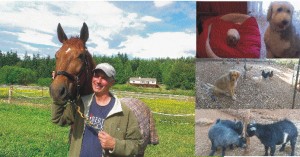 Our housesitting and petsitting duties extended to caring for and interacting with horses, rabbits, pygmy goats, and chickents, too!