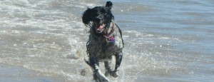 Housesit and petsit field spaniel in Santa Barbara, CA