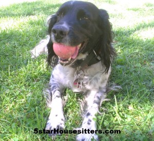 Housesitting and Petsitting our Dear Field Spaniel Quila in Santa Barbara, CA