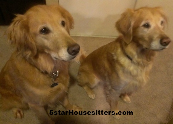 Housesitting and Petsitting Golden Retrievers in hoenix