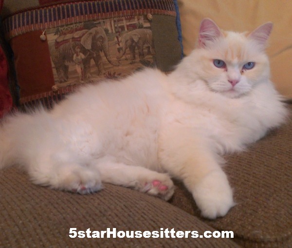 Housesit and petsit for Toby a beautiful rag doll in Colorado