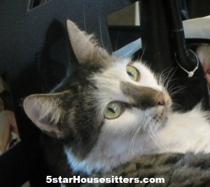 Housesitting and Petsitting domestic cat in Phoenix