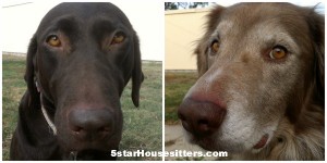 Extended stay pet care for husky mix and chocolate lab in southern California