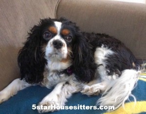 Housesit and petsit King Charles spaniel in Southern California