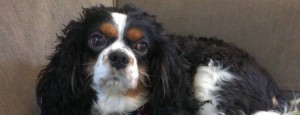Housesit and pet sit for King Charles spaniel near Santa Monica