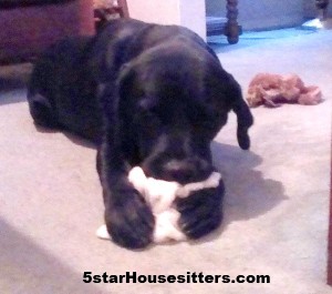 Extended stay day care in southern California for a black lab