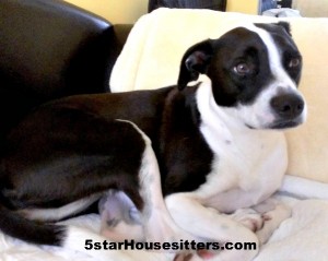 Housesit and Petsit for pit bull mix in San Diego
