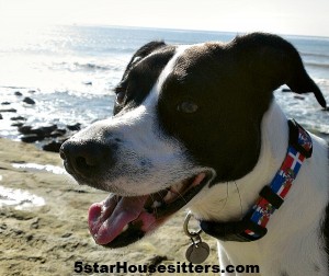 House sit and pet sit in San Diego with  pit bull mix