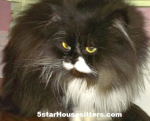 Housesit and petsit a full house of cats near Santa Monica