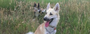 Housesitting petsitting Norbottenspets in Golden, Colorado