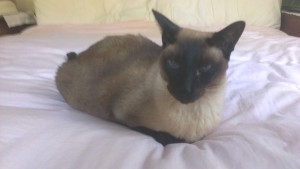 Hospice cat care in Cape Code for a Siamese